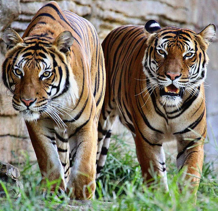 Two hungry tigers stalking their prey.
